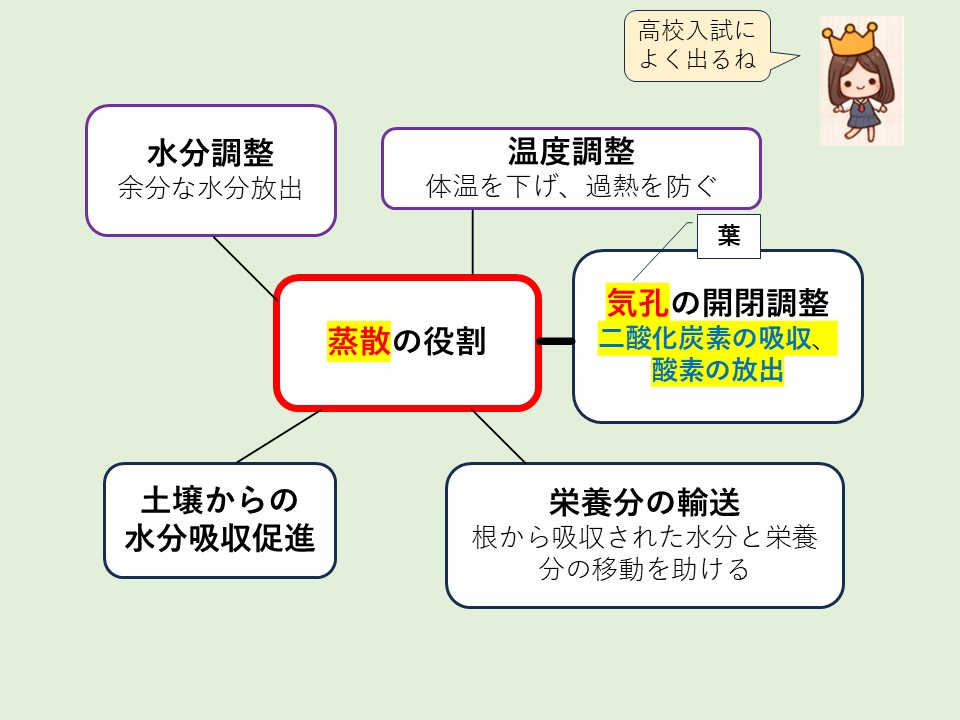 蒸散の役割