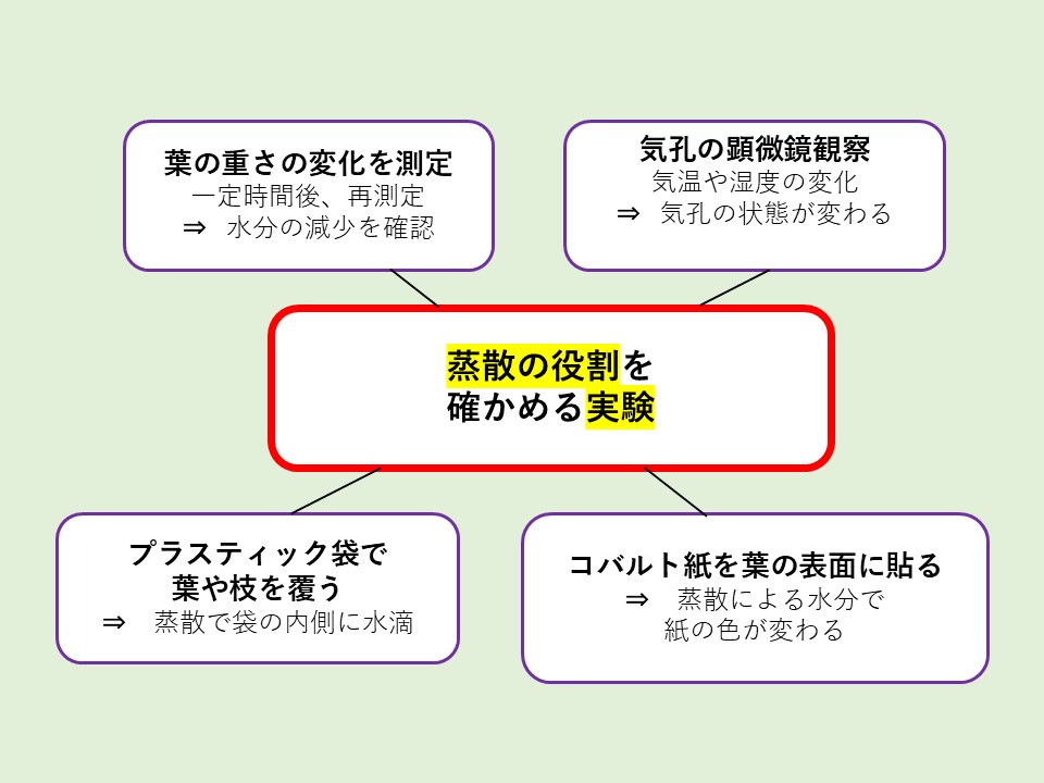 蒸散の役割を確かめる実験